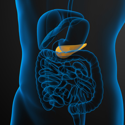 3d render medical illustration of the gallblader and pancrease