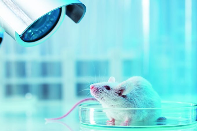 Mice are mini-humans and the moon is made of cheese • The Medical Republic