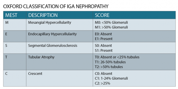 An update on IgA nephropathy • The Medical Republic