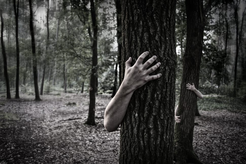 Confessions of a tree-hugger • The Medical Republic