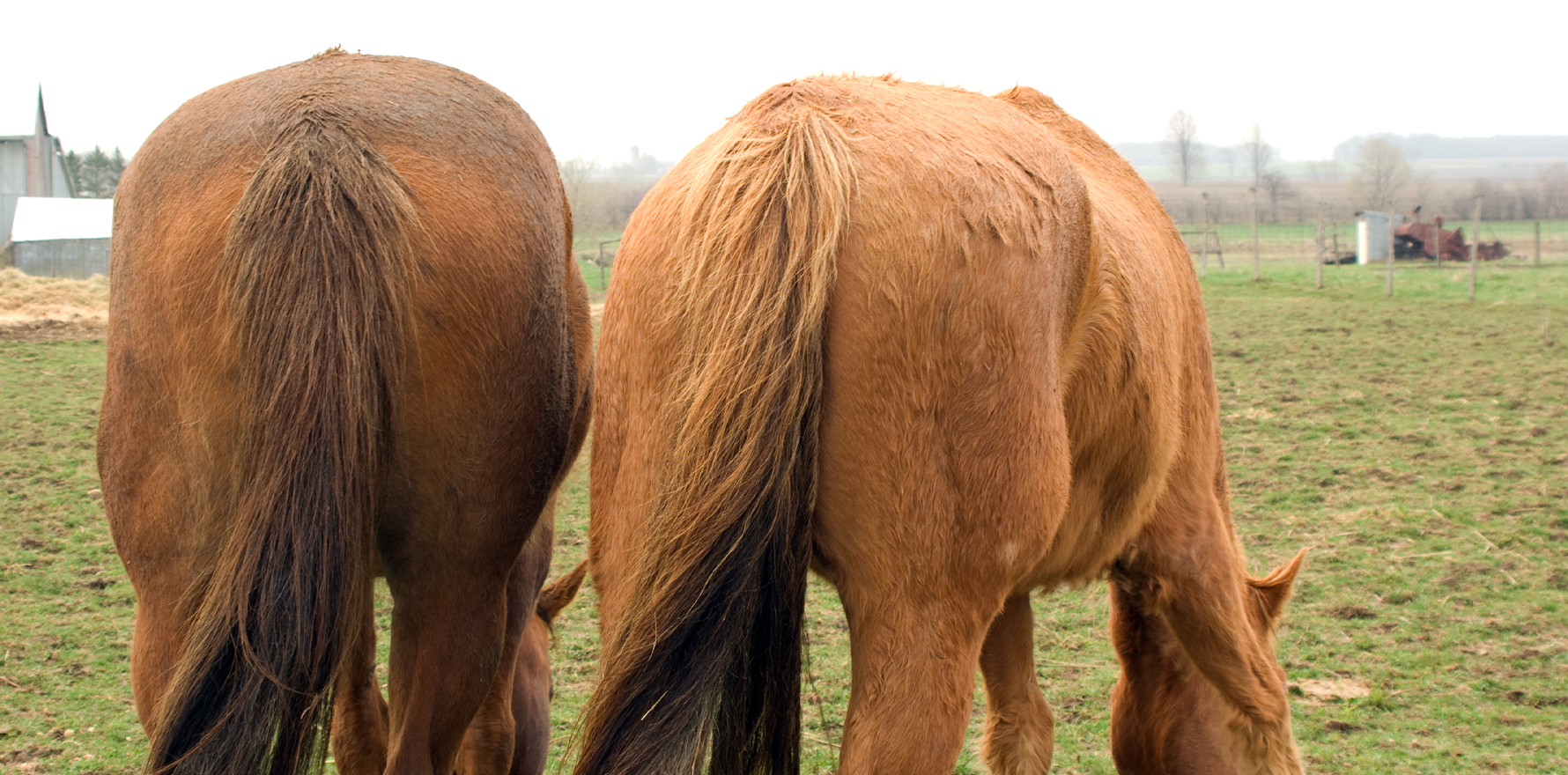 Rubber Hoof Hoofguards, Horses Shoes Horseshoe