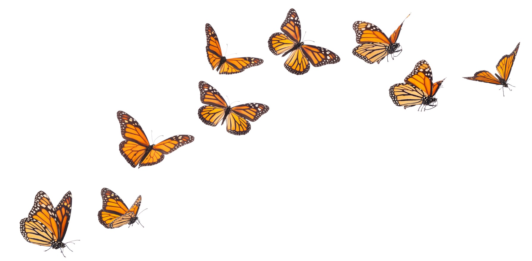 Free session for eating disorders • The Medical Republic