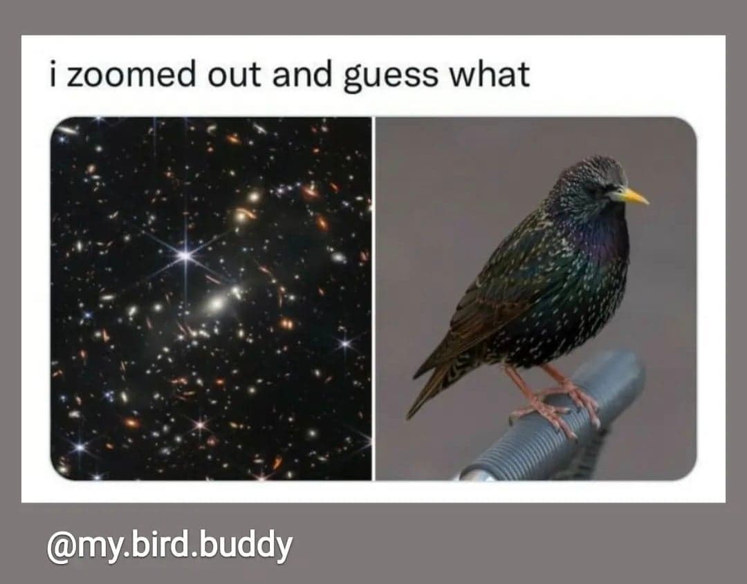 Space memes captured by the James b Telescope • The Medical Republic