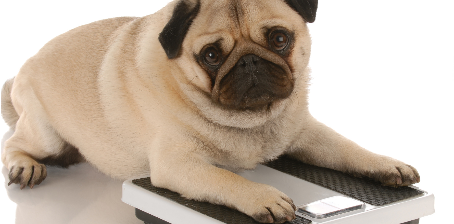 Can GPs handle obesity management? • The Medical Republic