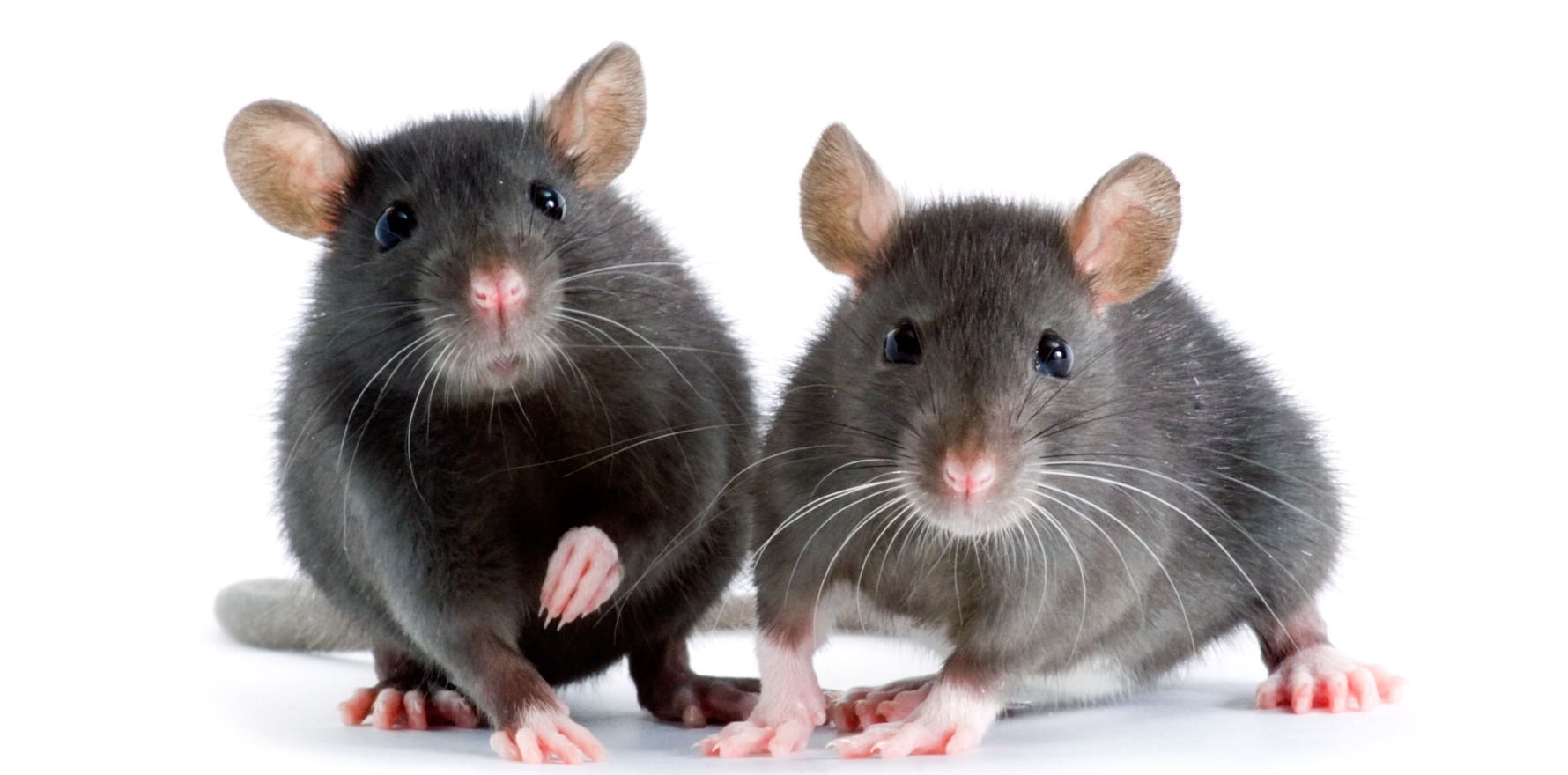 RATs serial testing improves reliability • The Medical Republic